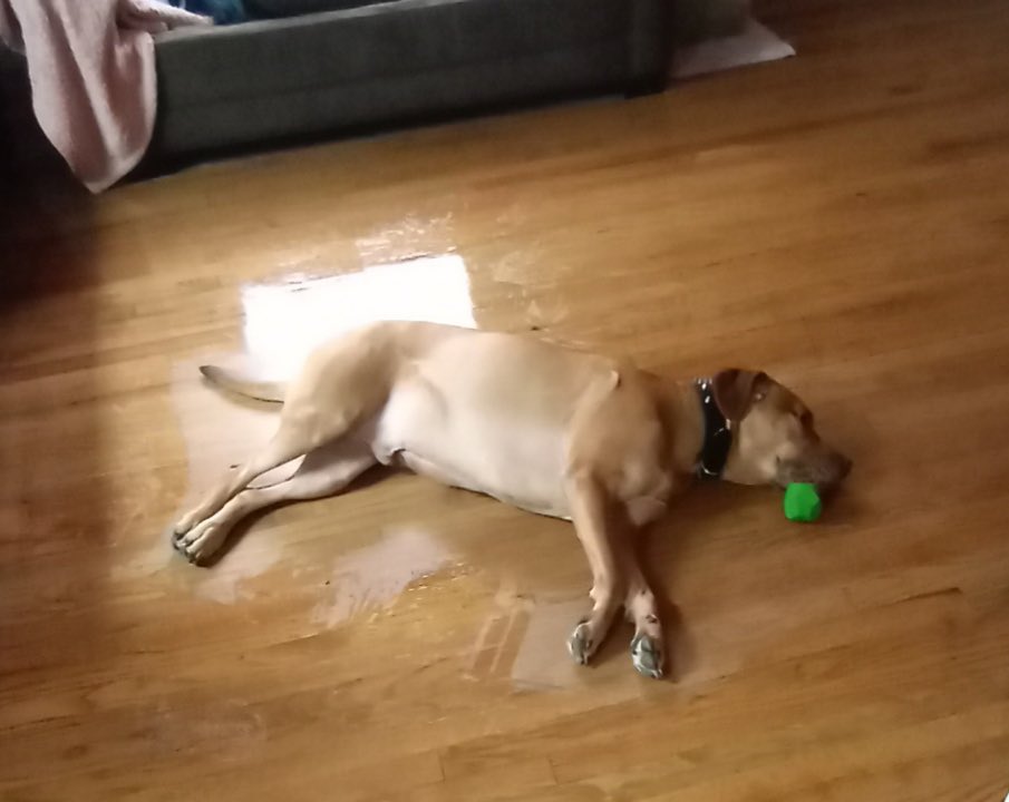 tay2cray's tweet photo. My mom comes to clean my house sometimes just because she loves me and she sent me this pic of when she mopped around my boy Zeus 😂😂😂 https://t.co/GlEsDZHeke