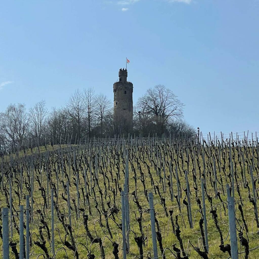 ichflippaus's tweet photo. #heuchelbergerwarte #heuchelberg #weinberg #frühling #heilbronn #nordheim #leingarten https://t.co/TyzUcwTbOF https://t.co/y1fsVSqaPR