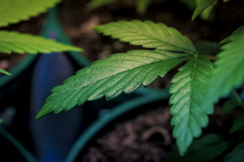 TestKitPlus's tweet image. Feds Reveal Which Industries Drug Test Workers The Most And Least In New Report.
buff.ly/37iiXKA