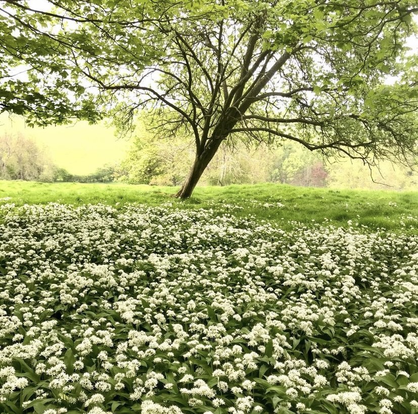 The Consumer Brand tweet media