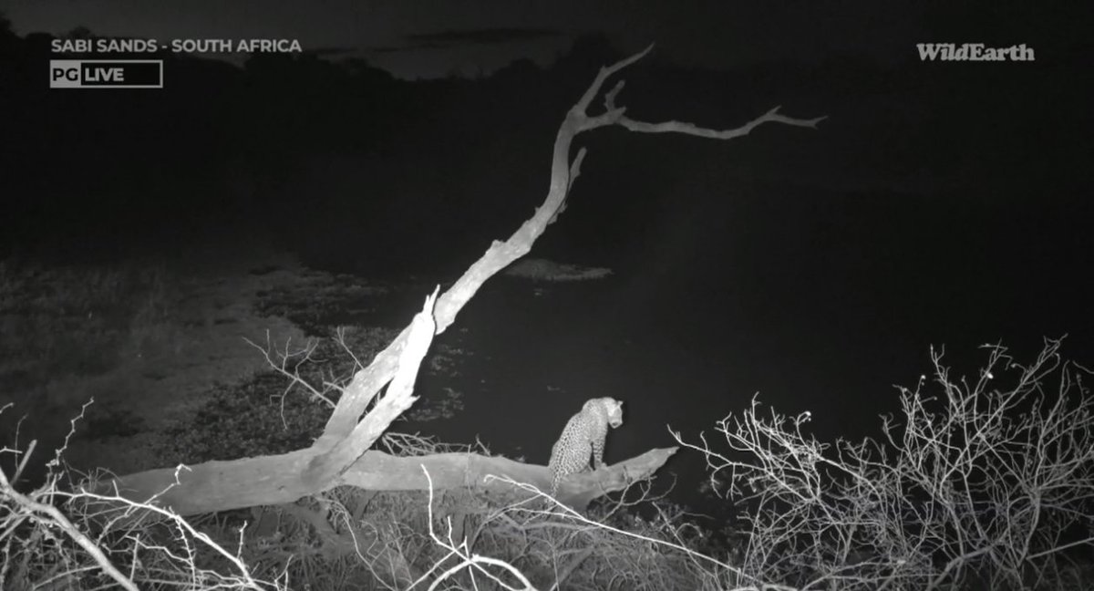 Meaghan_Edwards's tweet photo. A very contemplative Tsemba @WildEarth #wildearth #Tsemba https://t.co/hSfdRChvdY