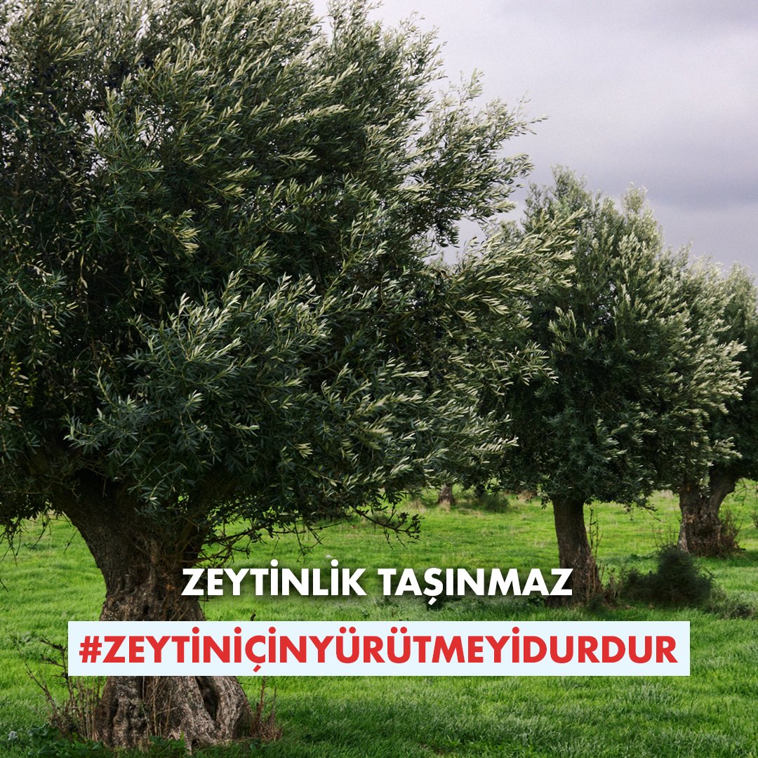 Zeytinlik taşınmaz! Toprağı, havası, suyu ile özel bir ekosistemdir. Ağaç taşıma bir yalandır, inandıramazsınız biz zeytin diyarının çocuklarını!  

Danıştay’dan acil talebimiz ➡️ #ZeytinİçinYürütmeyiDurdur  

🖊️change.org/zeytinhayattir
