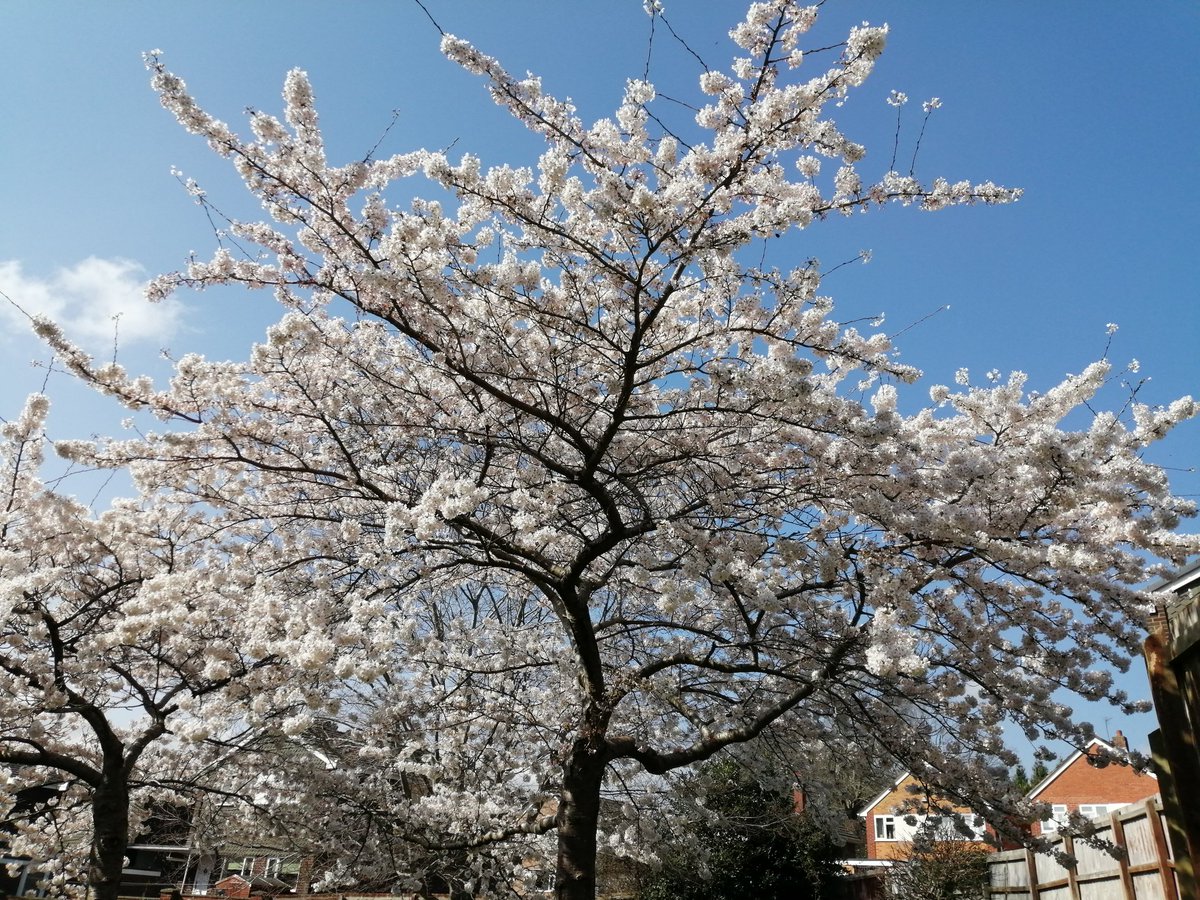 PascaleExeter's tweet photo. A double #FlowerToday https://t.co/bx48mbG2zO