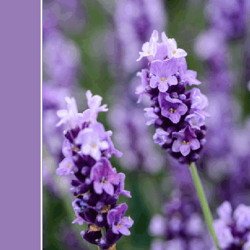 spunkdao's tweet photo. we've chosen lavender purple as the bg color of the #spunk nft collection. 
why?
mini 🧵
1/ Lavender purple is a very beautiful color which symbolizes purity, silence, devotion, love, serenity, and grace. https://t.co/CCYQmySPRm