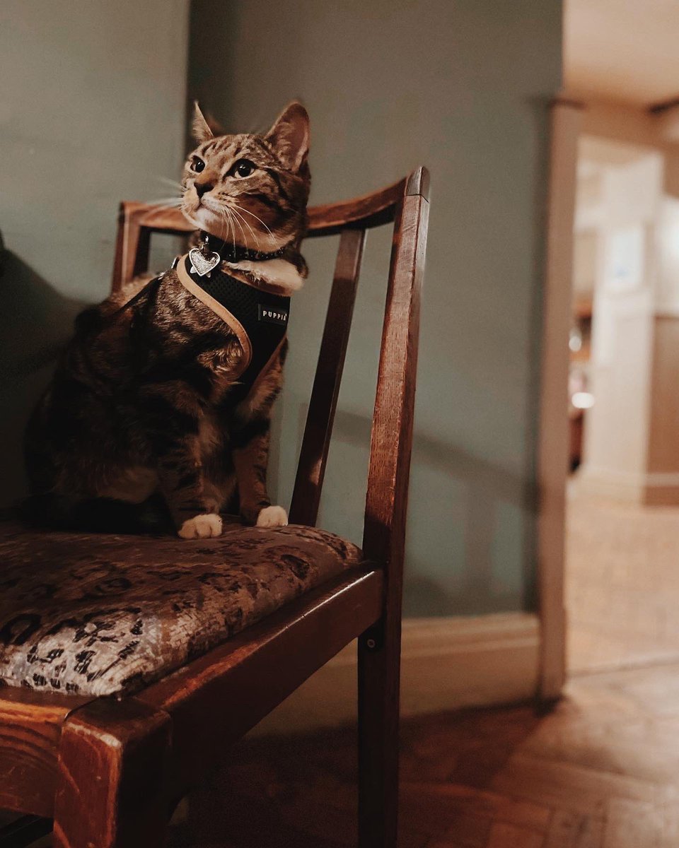 whitehartsom's tweet photo. You had us at meow 😻
#ACatsLife #ZeroFluffsGiven #PurrfectGuest #PetFriendly #VisitSomerton https://t.co/5ZSiRLlPdn