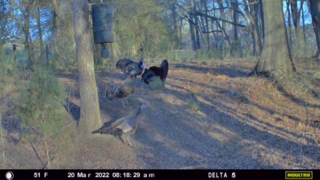 ⁦<a href="/Moultrie/">Moultrie Products</a>⁩ “ The Sound of spring” from NC!