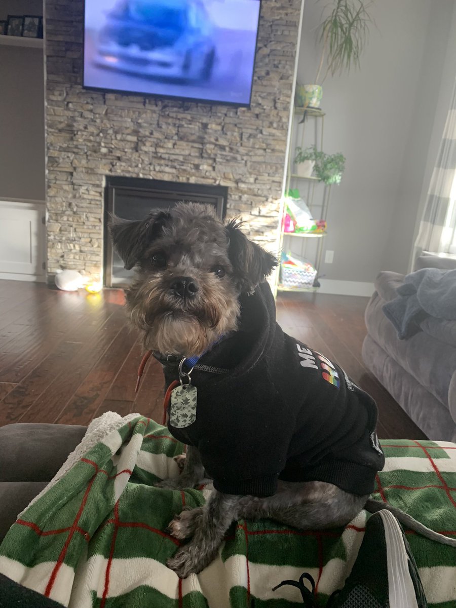 GinaWinter's tweet photo. @boonbags Happy Happy Birthday to Emily!! Cheers to many more!! Here’s a picture of my dog, Chase. He’s the most awesome dog ever 💙💙 https://t.co/ZanBHcqaXW