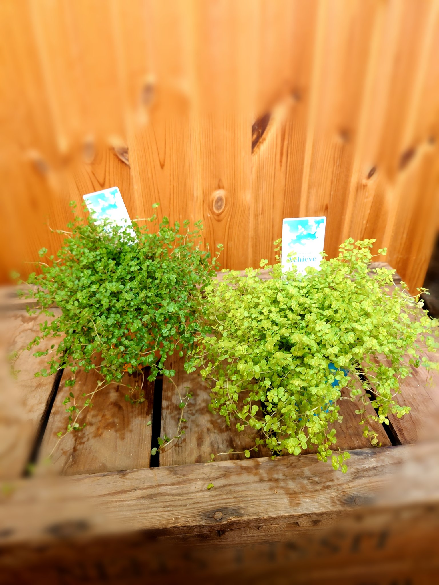 Flower Shop ちぐさえん ベビーティアーズ 入荷です かわいらしい２ ３ｍｍほどの小さな葉がこんもりと密集した姿が 人気の観葉植物です 赤ちゃんの涙のようなかわいい 葉っぱがカーペット状にひろがってきます ベビーティアーズ 赤ちゃんの