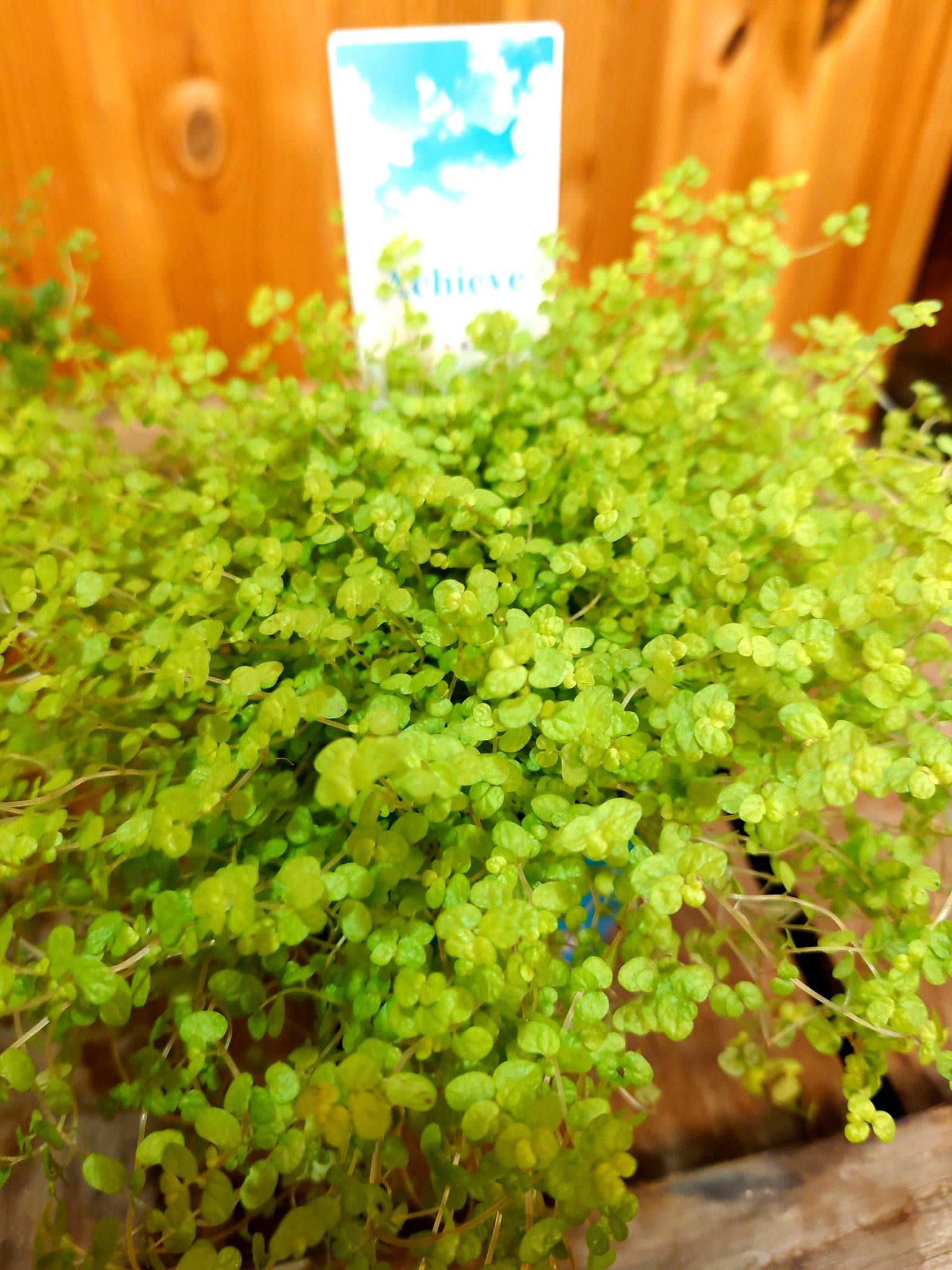 Flower Shop ちぐさえん ベビーティアーズ 入荷です かわいらしい２ ３ｍｍほどの小さな葉がこんもりと密集した姿が 人気の観葉植物です 赤ちゃんの涙のようなかわいい 葉っぱがカーペット状にひろがってきます ベビーティアーズ 赤ちゃんの