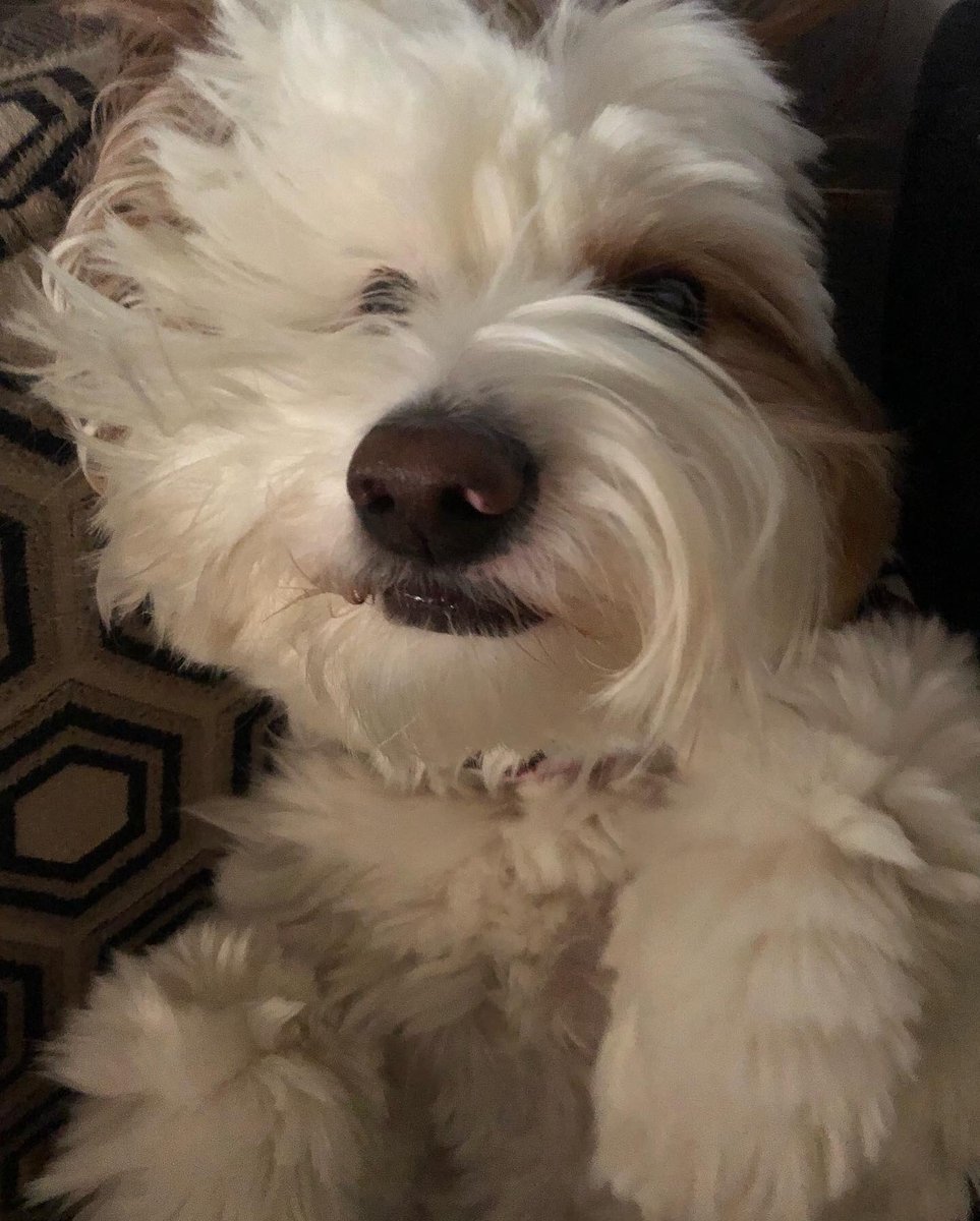 OliverDaDoodle's tweet photo. Boop the schmoopy! Have a great day y’all! #boopmynose #boop #schmoopy https://t.co/7dL35eKYrU