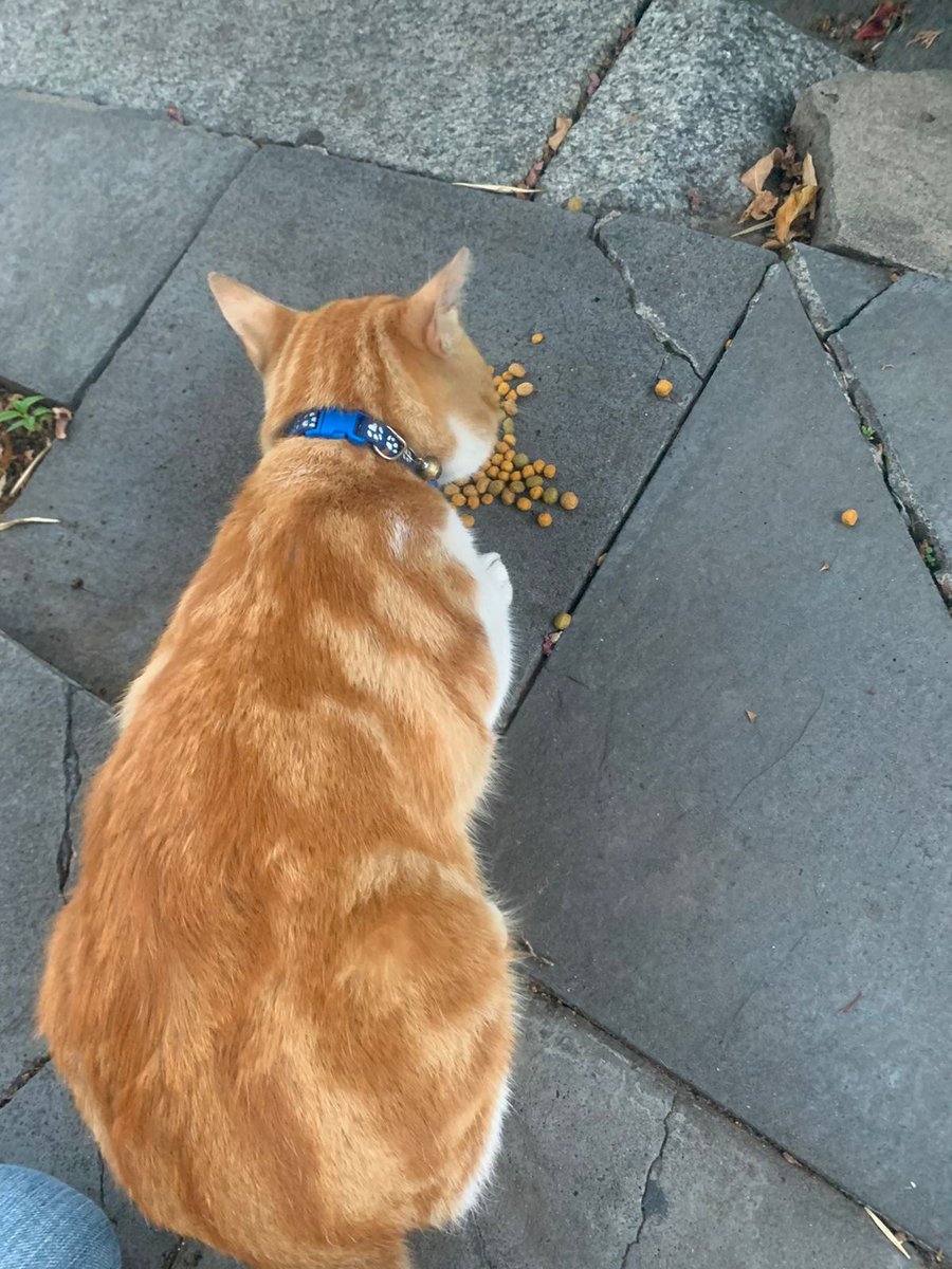 Está ahora x barrio Cafferata, cerca de Parque Chacabuco. Asustado/a muy dócil
<a href="/gatitospchaca/">GatitosParqueChacabuco</a> @P_Chacabuco <a href="/bichofeliz_arg/">Bicho Feliz</a> <a href="/DeGatitos_/">Fundación De Gatitos</a> <a href="/laurasa321368/">lau</a> <a href="/ayudandoaaprani/">APRANI</a> <a href="/chonguia/">Ana Lía Adad</a>