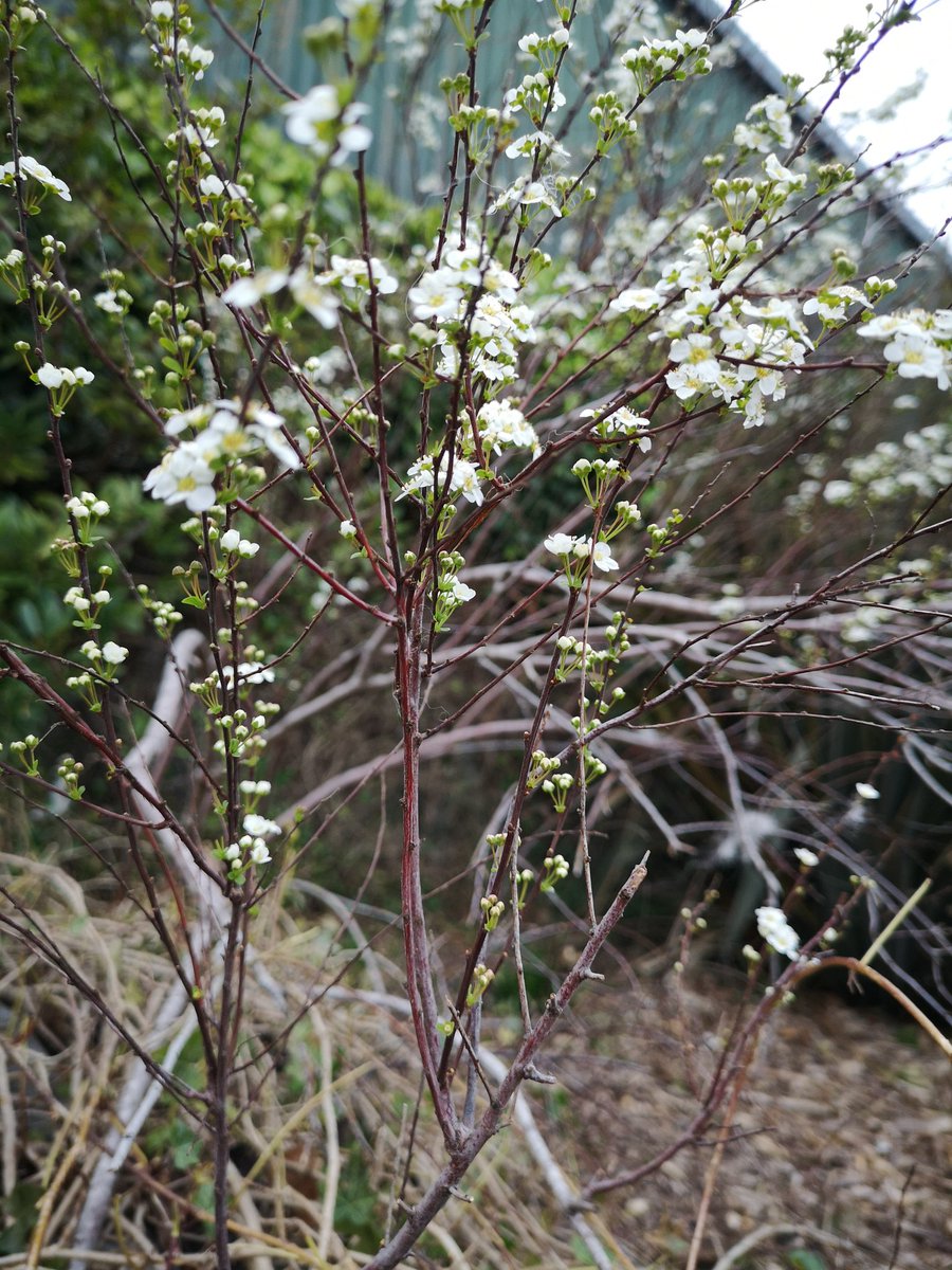 Masonbrook's tweet photo. Day 79 #100daysofwalking2022 #round2crew @NTBreakfast almost forgot to post again 🙈 lovely late evening walk before darkness fell, looking forward to the sunshine promised during the week ahead 🌞.. have a good week everyone 🚶‍♀️ https://t.co/DyMNIxCyIM