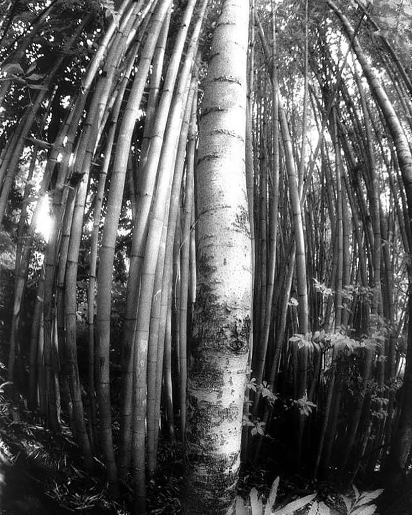 NicoleRoyseArt's tweet photo. "Balboa" By #peterbrianklein 📷Gorgeous Photograph, 35mm, Infrared Film, 8"x10", Framed, 2019, Available $350 at @RoyseContemp 🎨 Purchase now or learn more about this talented artist https://t.co/Tk2hXRSeZ7 https://t.co/6ZbwyCe1yI