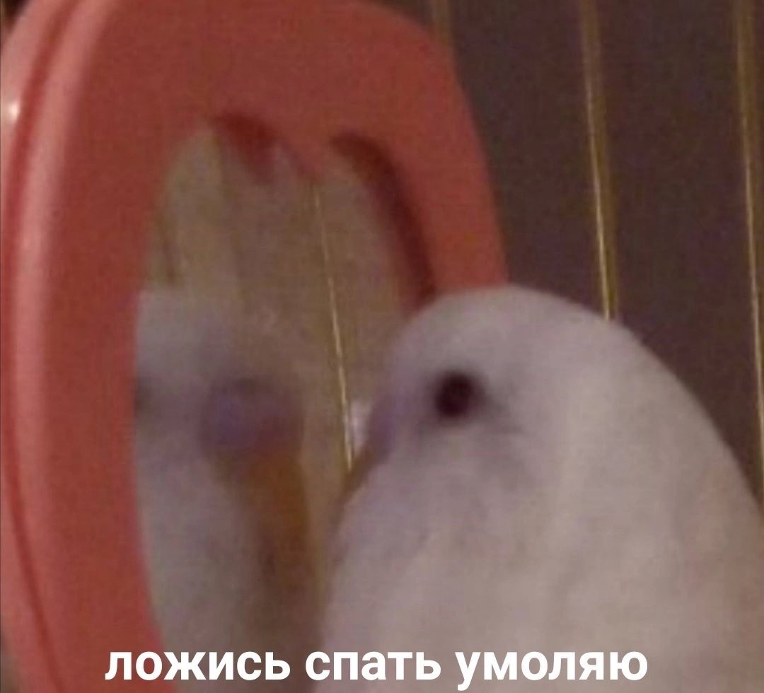 Захожу в твиттер, чтобы сказать, как я люблю Барсочку, а потом опять пропадаю😌

eto ya начала смотреть мемы о класико: