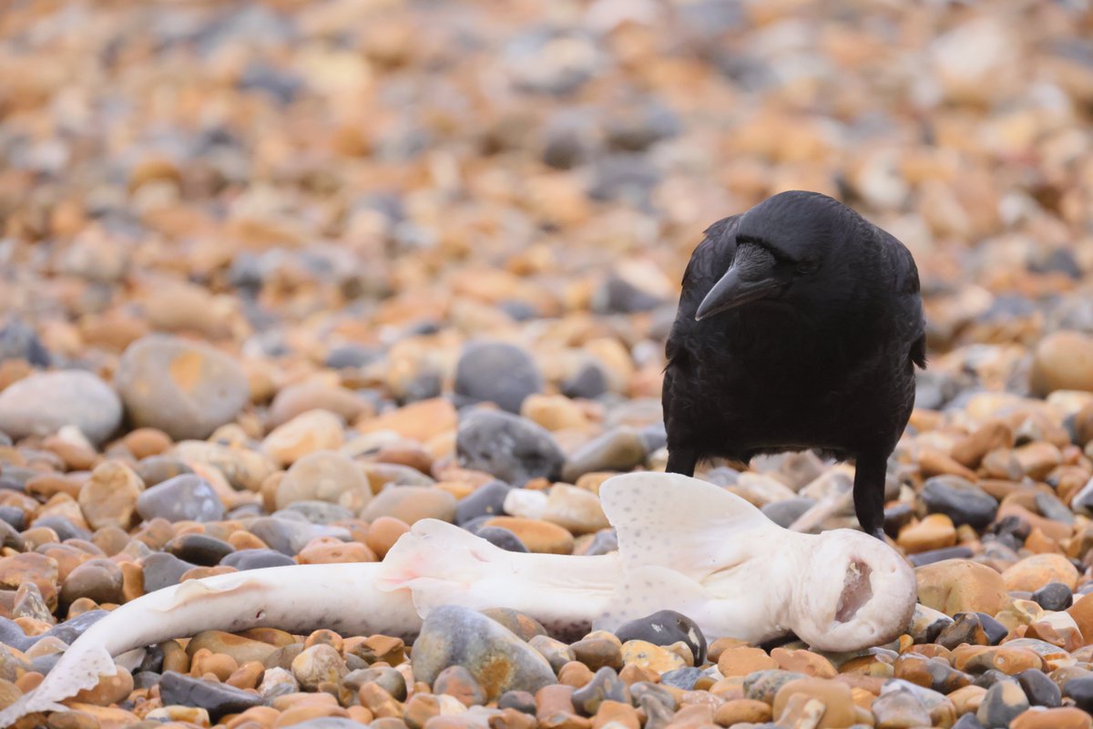 RKKwiatek's tweet photo. Brighton,UK #bird #brightonbirds #fishandbirds #animalsonthebeach #brighton https://t.co/SOa54oV6AJ