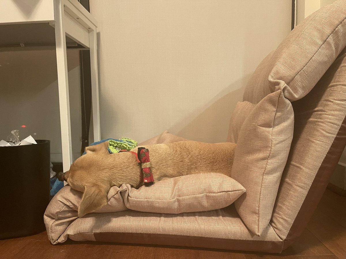 HaddieTheDog's tweet photo. We’re doing lazy things tonight https://t.co/8hewbMGzLJ