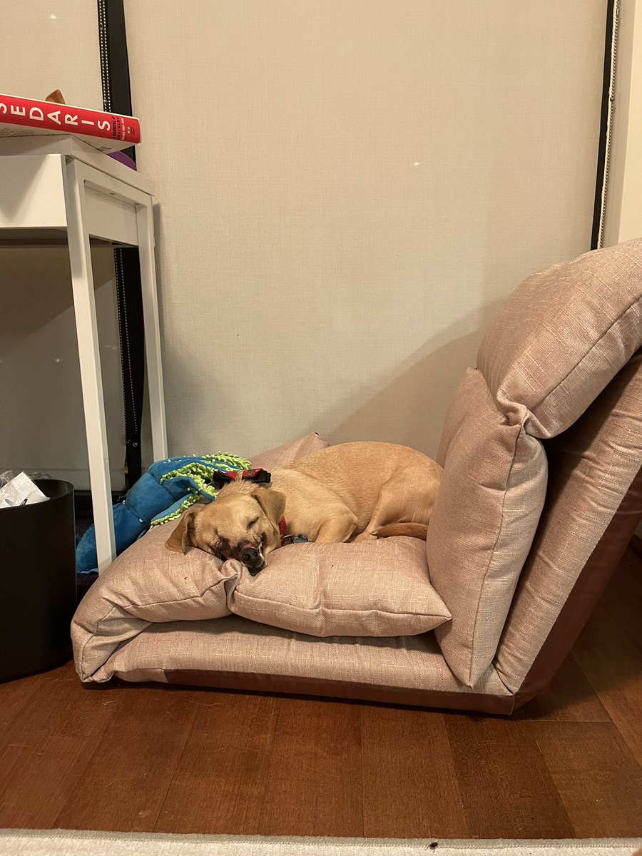 HaddieTheDog's tweet photo. We’re doing lazy things tonight https://t.co/8hewbMGzLJ