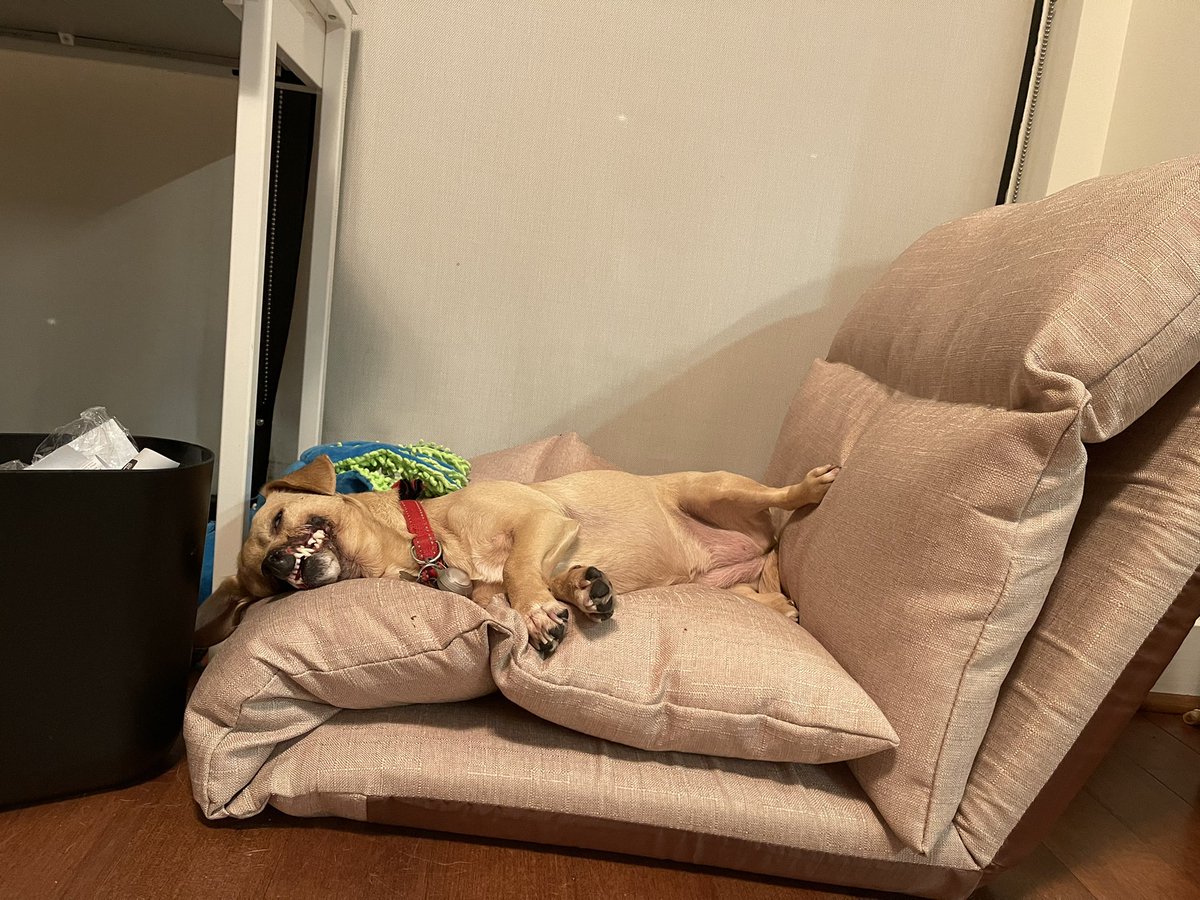 HaddieTheDog's tweet photo. We’re doing lazy things tonight https://t.co/8hewbMGzLJ