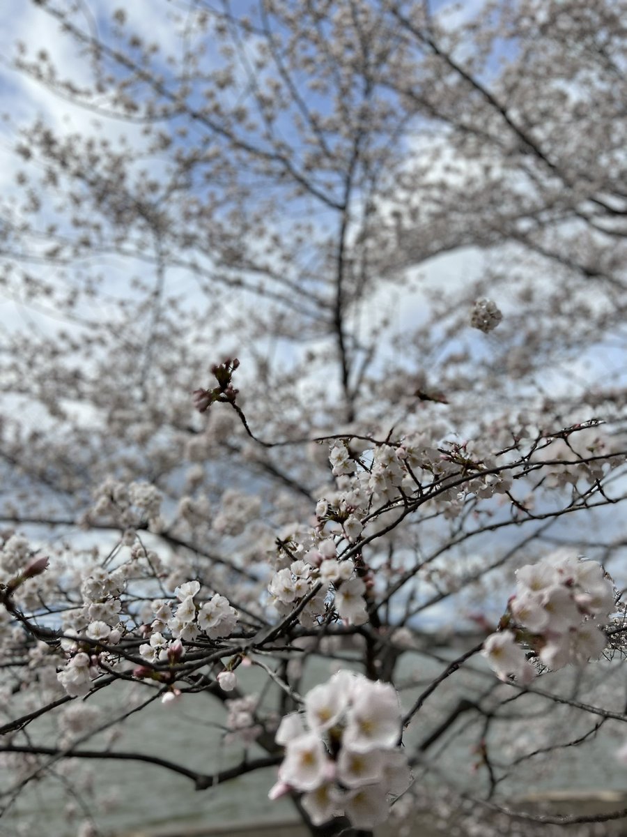JabriMD's tweet photo. Spring has sprung and DC is blooming! 🌸 😍

#CherryBlossomDC
#SpringDC https://t.co/NAsBovGxqH