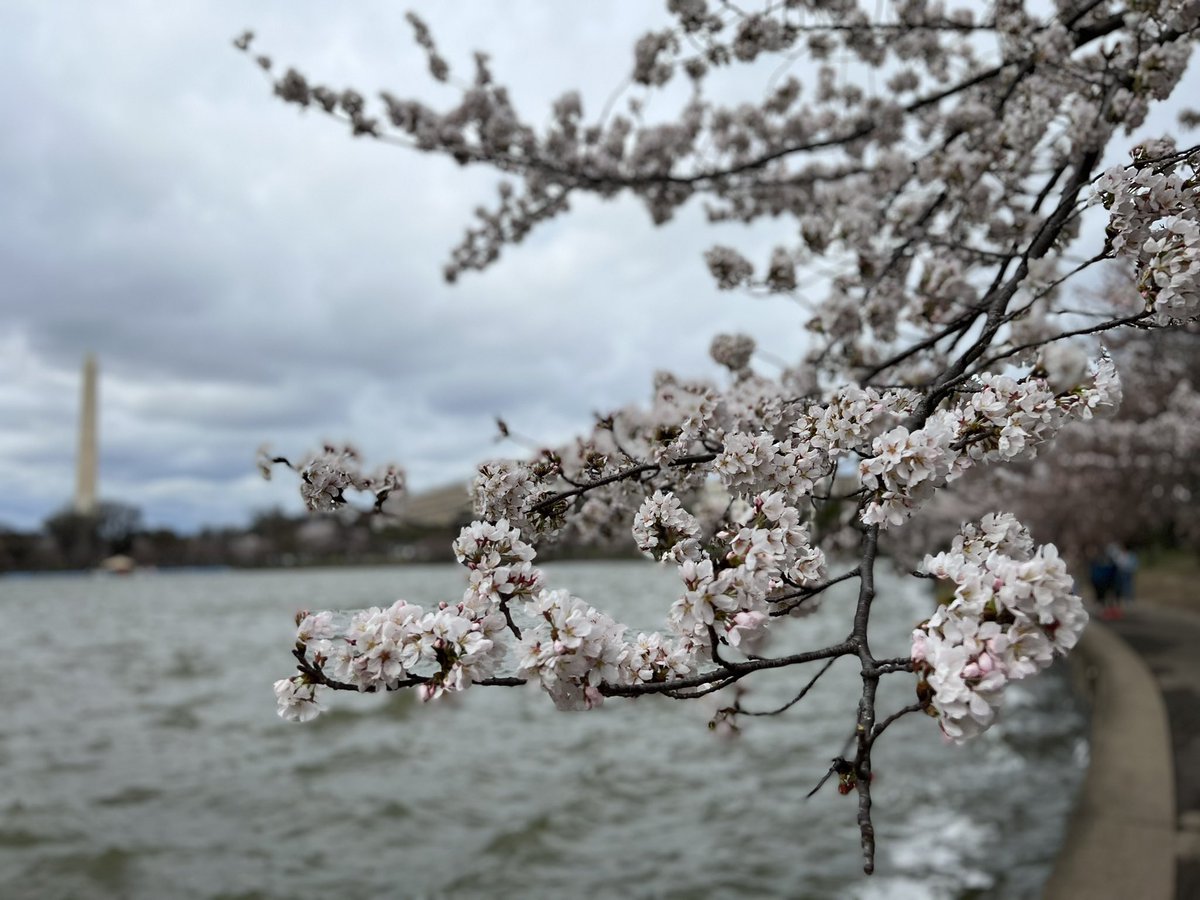 JabriMD's tweet photo. Spring has sprung and DC is blooming! 🌸 😍

#CherryBlossomDC
#SpringDC https://t.co/NAsBovGxqH
