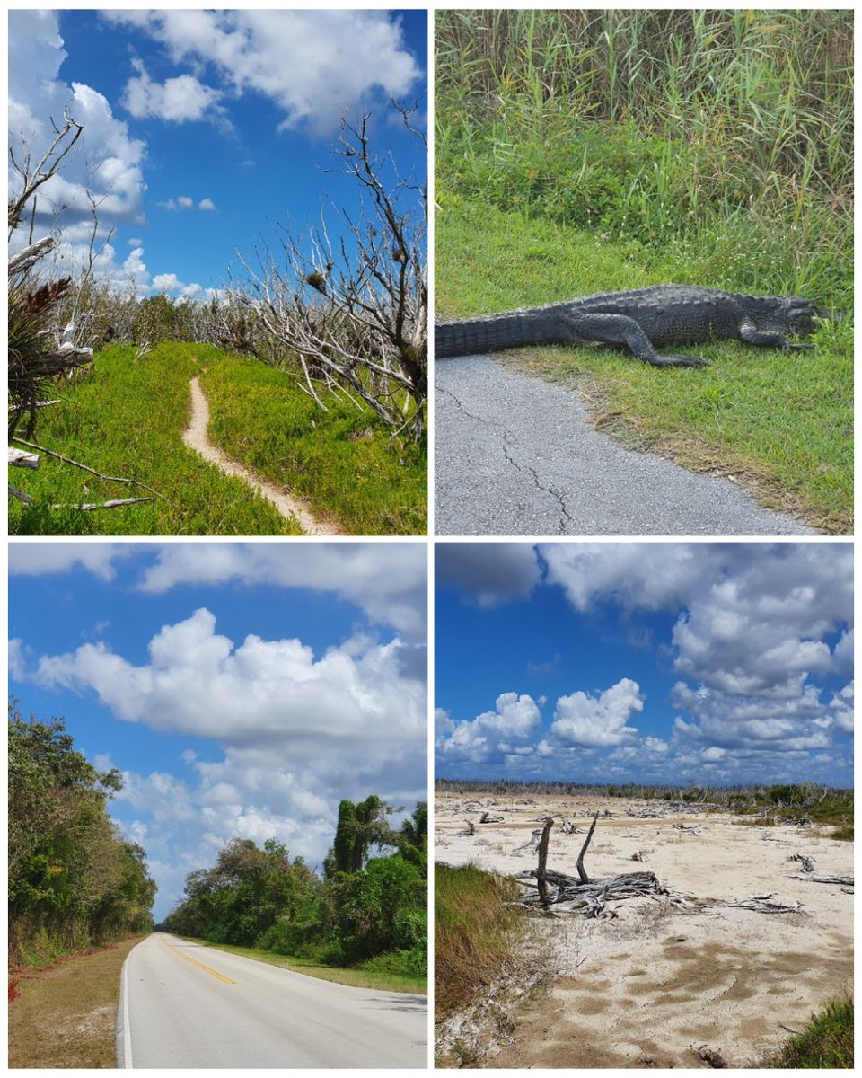 Catootje_1's tweet photo. Wat een prachtige dag hadden wij! 2 wandelingen in The Everglades gedaan, 12 km in de benen met 30 graden en 98% luchtvochtigheid.
Een krokodil die het pad oversteekt, oke!😅. En uitzicht op The Keys.
#everglades
#rowdybendtrail
#anhingatrail https://t.co/blTOypxfeD