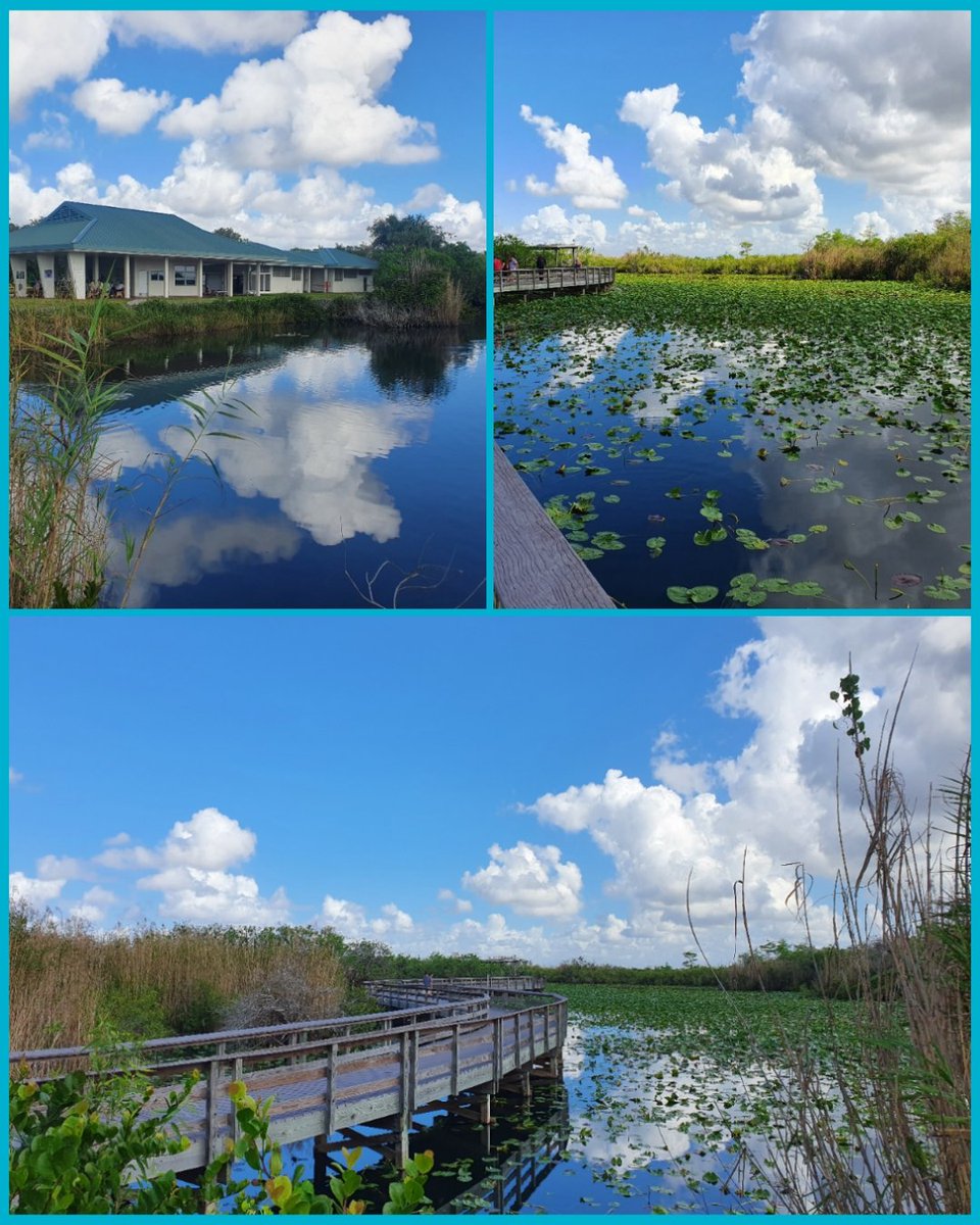 Catootje_1's tweet photo. Wat een prachtige dag hadden wij! 2 wandelingen in The Everglades gedaan, 12 km in de benen met 30 graden en 98% luchtvochtigheid.
Een krokodil die het pad oversteekt, oke!😅. En uitzicht op The Keys.
#everglades
#rowdybendtrail
#anhingatrail https://t.co/blTOypxfeD