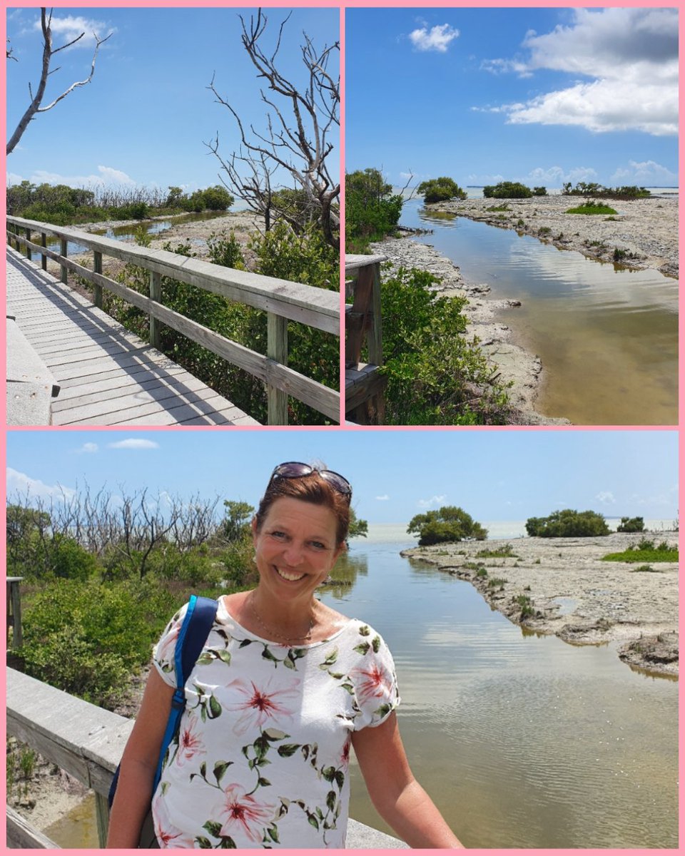 Catootje_1's tweet photo. Wat een prachtige dag hadden wij! 2 wandelingen in The Everglades gedaan, 12 km in de benen met 30 graden en 98% luchtvochtigheid.
Een krokodil die het pad oversteekt, oke!😅. En uitzicht op The Keys.
#everglades
#rowdybendtrail
#anhingatrail https://t.co/blTOypxfeD