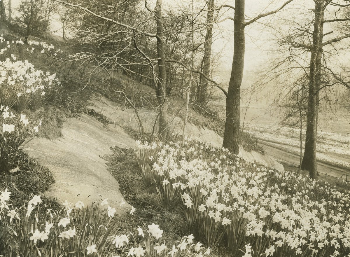 urbanarchiveny's tweet photo. Happy First Day of Spring! ๐ธ ๐ท ๐ผ ๐ป
Here are some of the daffodil-lined paths at @brooklynbontanic from 1935!
๐ธ: Brooklyn Daily Eagle photographs, 1935, @brooklynhistory
#UrbanArchive #Brooklyn #BrooklynBotanic #daffodils #springtimeinthecity https://t.co/2xG6Z4uLWk