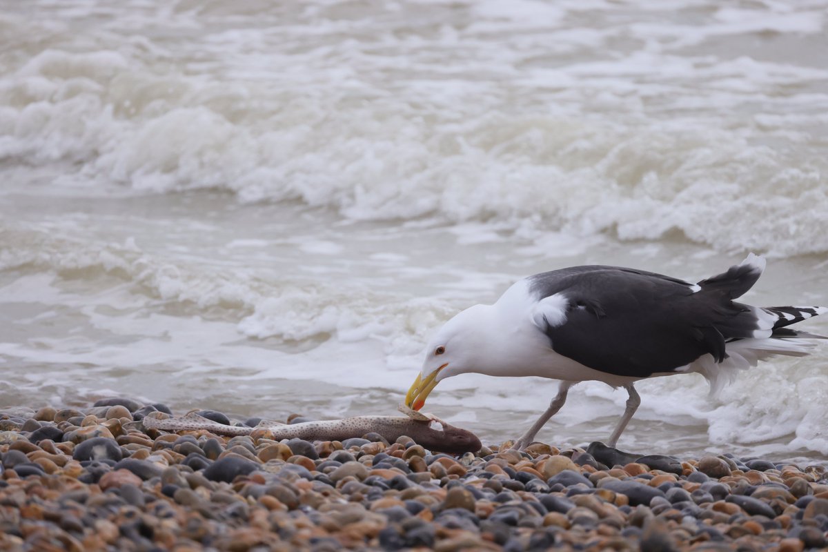 RKKwiatek's tweet photo. Brighton,UK #bird #brightonbirds #fishandbirds #animalsonthebeach #brighton https://t.co/SOa54oV6AJ