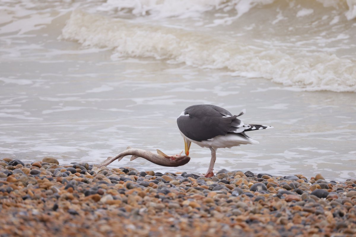 RKKwiatek's tweet photo. Brighton,UK #bird #brightonbirds #fishandbirds #animalsonthebeach #brighton https://t.co/SOa54oV6AJ