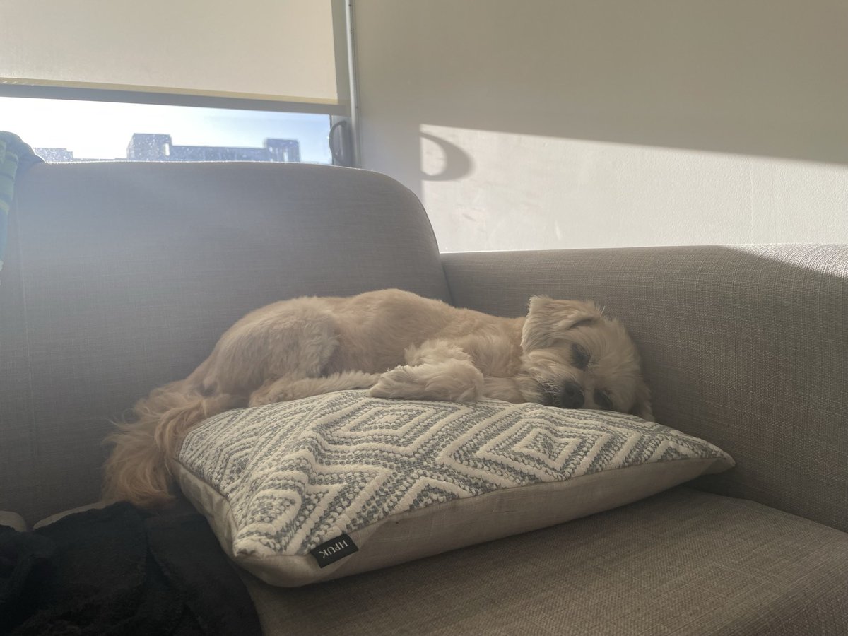ChiwedeesDaily's tweet photo. Sunday naps are the best! #seniordogs #sundayvibes https://t.co/wUhN7o09Wv