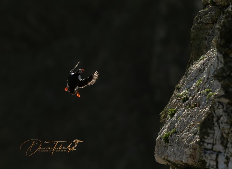Great light at RSPB Bempton Cliffs and the Gannets and Puffins were out to play