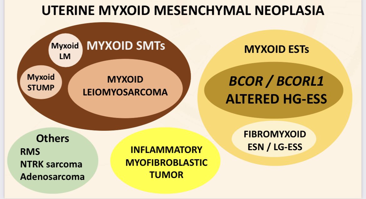 JNStallMD's tweet photo. .@CPHpath reviews the current spectrum of uterine myxoid mesenchymal uterine neoplasms and the WHO criteria for diagnosing entities in the differential @TheUSCAP @ISGynP companion society meeting! #USCAP2022 #gynpath https://t.co/zcTgS4W5md