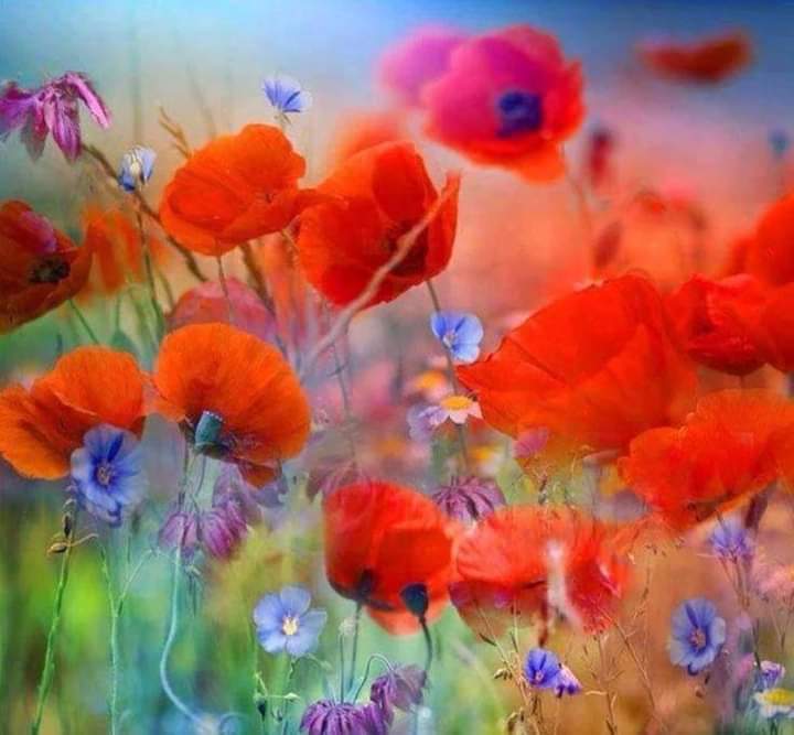 messbounty's tweet photo. A fleur de vie, à fleur du temps, au gré des vents, voici bientôt le printemps.

Que le printemps soit en vos cœurs 💕 mes amis 

Texte Saliha MedjMedj https://t.co/3O4CxrQiAy