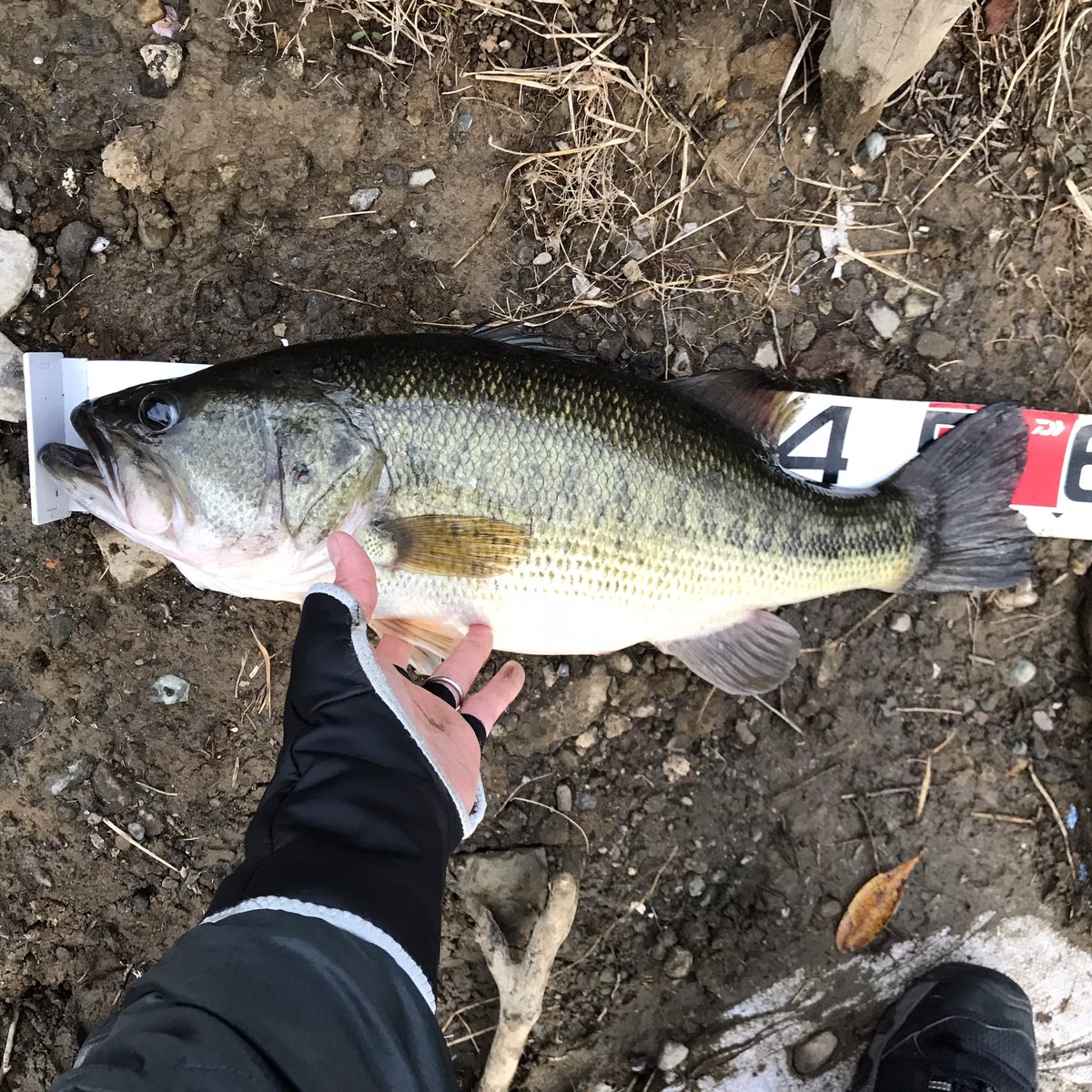 fusaku103's tweet photo. 亀山オカッパリ、朝だけ釣行🐟
ワンチャンにかけて臨んだ朝、MMZデカのノーシンカーで58.5cmのモンスター‼️
手が震える🤣撮影して下さったアングラーさん、ありがとうございました😊

#osp
#MMZデカ
#レジットデザイン
#wss64ml https://t.co/OgJMbifIi0