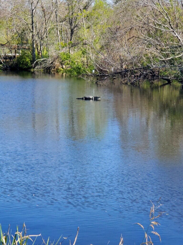 kcferdmd's tweet photo. Today is the first day of Spring!!!
Beautiful day in old New Orleans for my 2 hour walk and look over my shoulder! 

My good friend is back and out in the sun with me! Be well everyone

#sundayexercise #gatorinthebayou #neworleans #springtime https://t.co/7azLZp3vqa