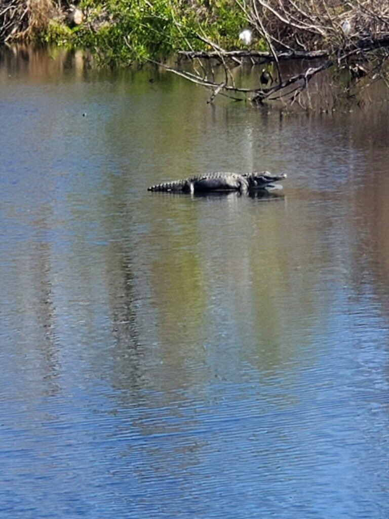 kcferdmd's tweet photo. Today is the first day of Spring!!!
Beautiful day in old New Orleans for my 2 hour walk and look over my shoulder! 

My good friend is back and out in the sun with me! Be well everyone

#sundayexercise #gatorinthebayou #neworleans #springtime https://t.co/7azLZp3vqa