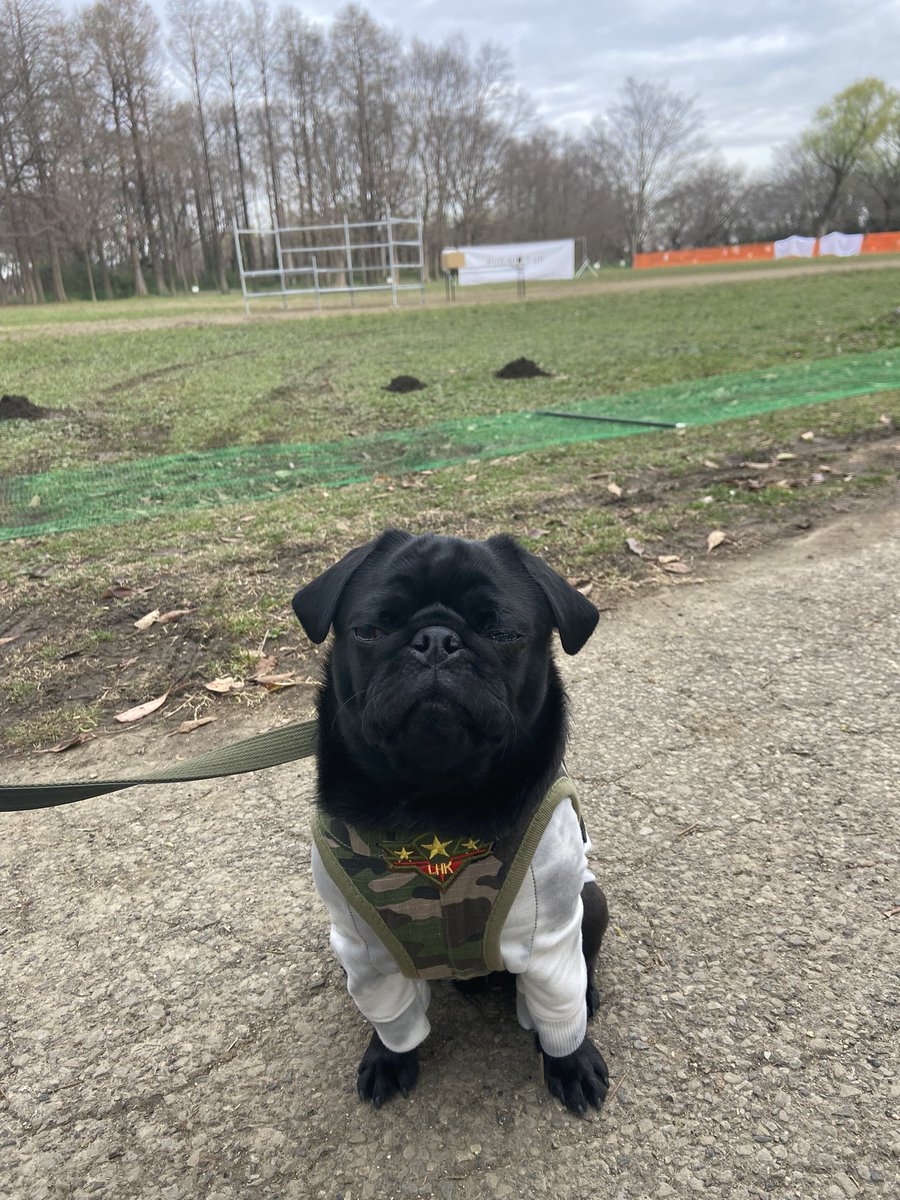 41st_trooper's tweet photo. 早すぎた…😅
#パグ #PugMeetUp #秋ヶ瀬公園三ツ池グラウンド https://t.co/X6SzxU5yIf