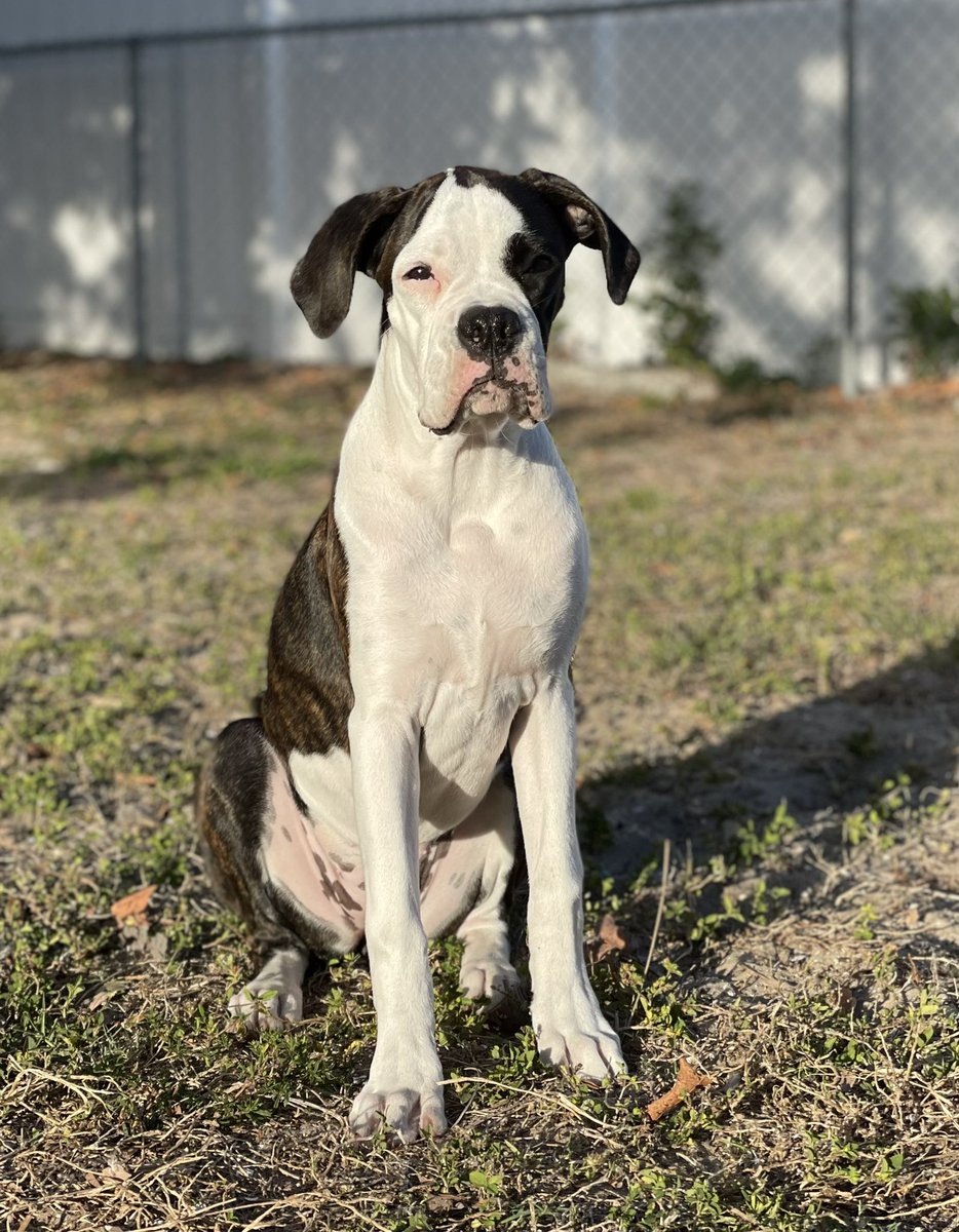 mindofbronx's tweet photo. Mia update! She’s getting so big! 5 months old already. 😭 #boxerdog #ilovemyboxer #boxer #dogsoftwitter #insidethemindofbronx #ilovemydog #boxerdogfam https://t.co/jrddB9oChE