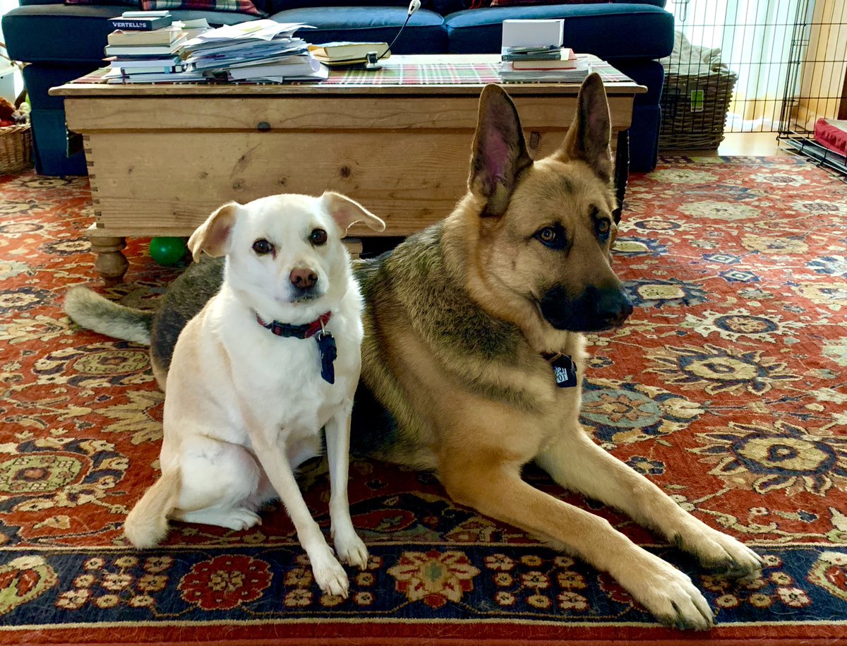 JeffGelberg's tweet photo. @paulapoundstone These two would would set them straight. #lucy #ace #democratdogs https://t.co/lx8NfmOfee