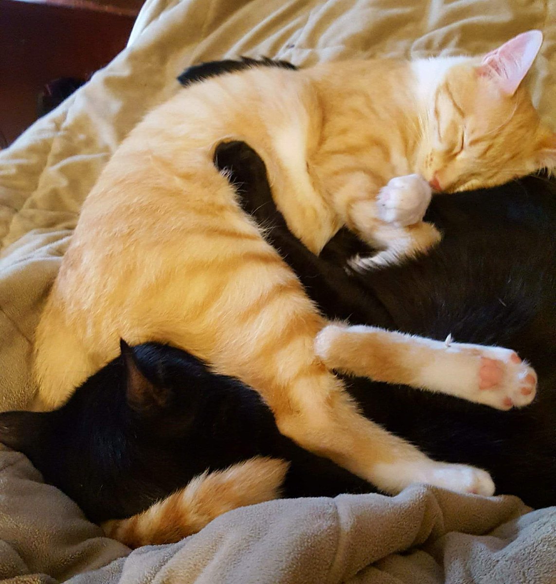 Biscuit and Stimpy will always be furever best fwends. Biscuit was just a wee baby still, not even a year here. Reminiscing. Sibling love.😊💙💛❤#catsofinstagram #catsoftwitter #AdoptDontShop