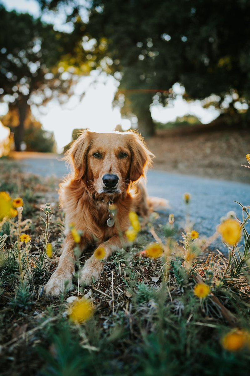 Hello Spring 💐
#dogsoftwitter #twitterdogcommunity #goldenretriever #dog #spring #hellospring