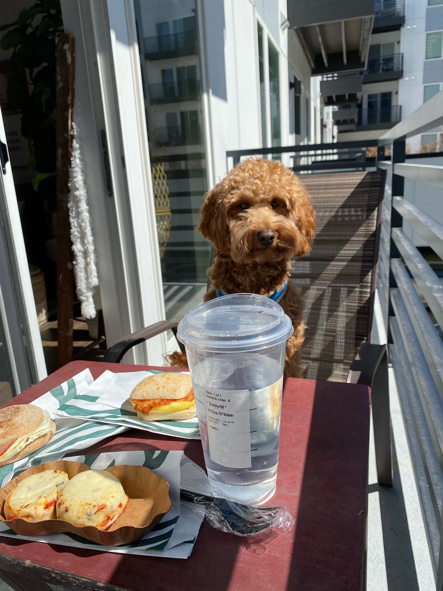 PaulaSeybold's tweet photo. Barkley having a picnic with his mommy 🥰@EmilySeybold https://t.co/sDUHrvcV2b