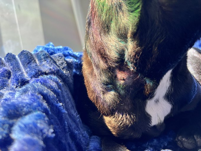 2 pic. A few battle punctures but God Dog didn’t need stitches! He’s sore but healing. ❤️ https://t.
