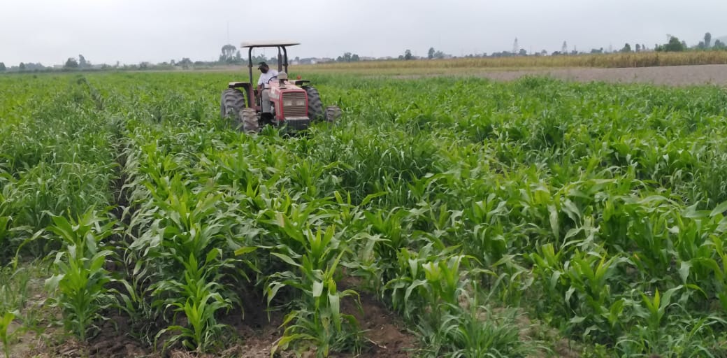 INIAPeru's tweet photo. [Huaral] 
La EEA Donoso a traves del #PROMEGNACIONAL viene generando información científica relevante en el cultivo de maíz para chala y para grano, este trabajo experimental lo viene desarrollando en coordinación con #AGPRESS del INIA y con SENAMHI Lima en más de 30 hectáreas. https://t.co/hiLBRjwCV2
