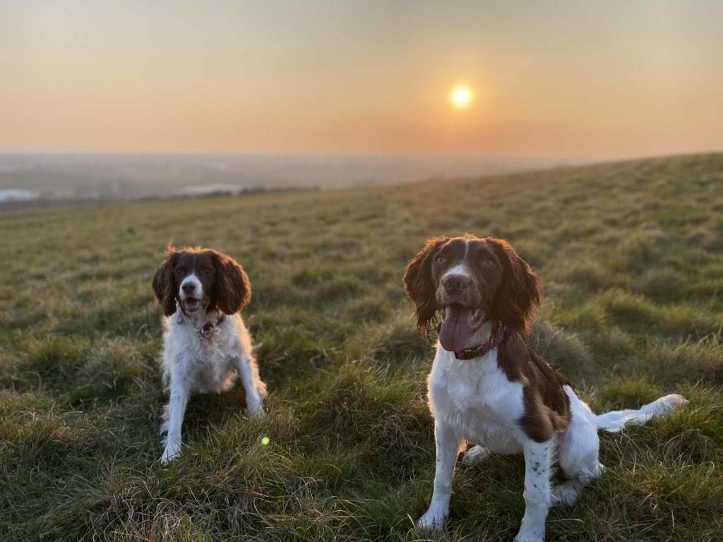 searchdogmillie's tweet photo. Evening walk over #highdown this evening. https://t.co/vgAH3NMIEf