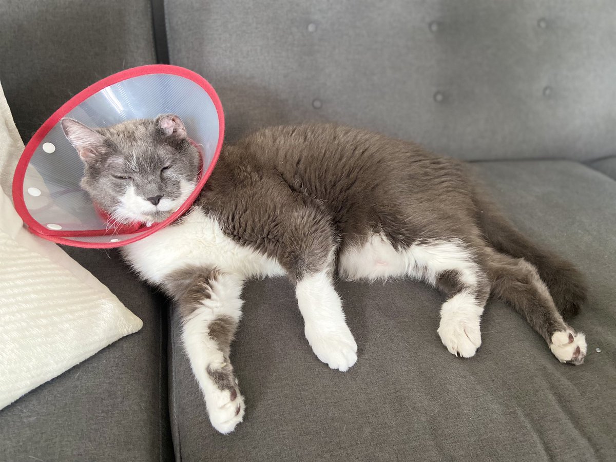 ElvisPoptart's tweet photo. Update: Yesterday Elvis had his feeding tube removed.  He is healing nicely.  He still has to wear his cone as he has staples and stitches.  His ear is healing as well.  Pic took during morning nap. ❤️ https://t.co/qEfj2lM2Ew
