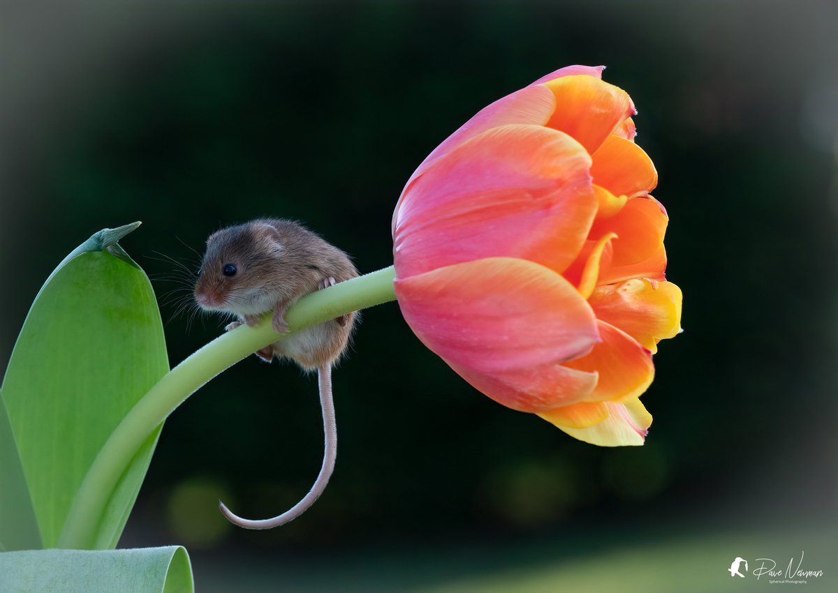 Hanging on for dear life bless it.. #harvestmice #tulipgarden #mouse #TwitterNatureCommunity #twitter #nature #wildlife