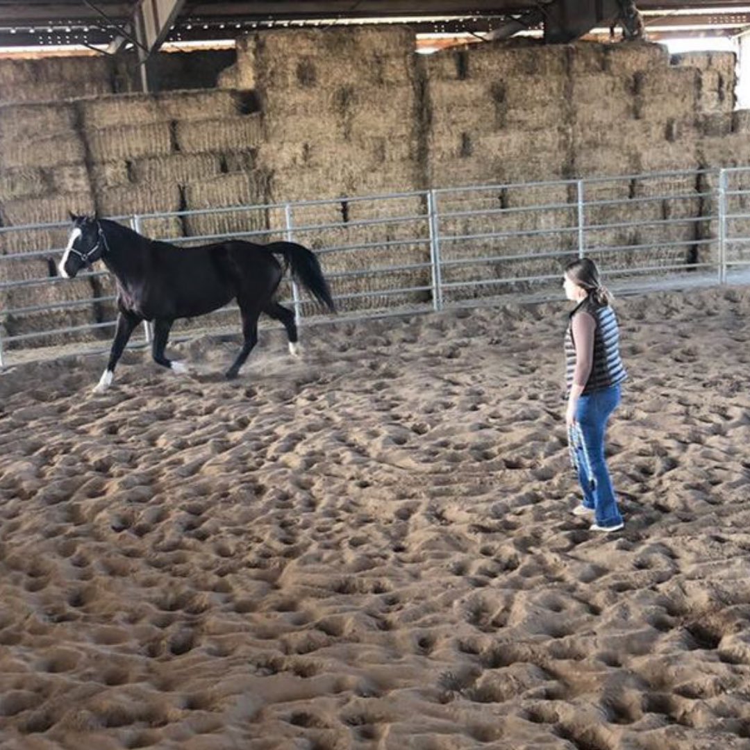 Congrats to Alison Heupel for being the Central Region’s Star in Agribusiness Winner! This award highlights the top student with an agriculture-related business within our region! We can’t wait to hear the results at state conference which is only a couple of days away. <a href="/gvffa/">Golden Valley FFA</a>