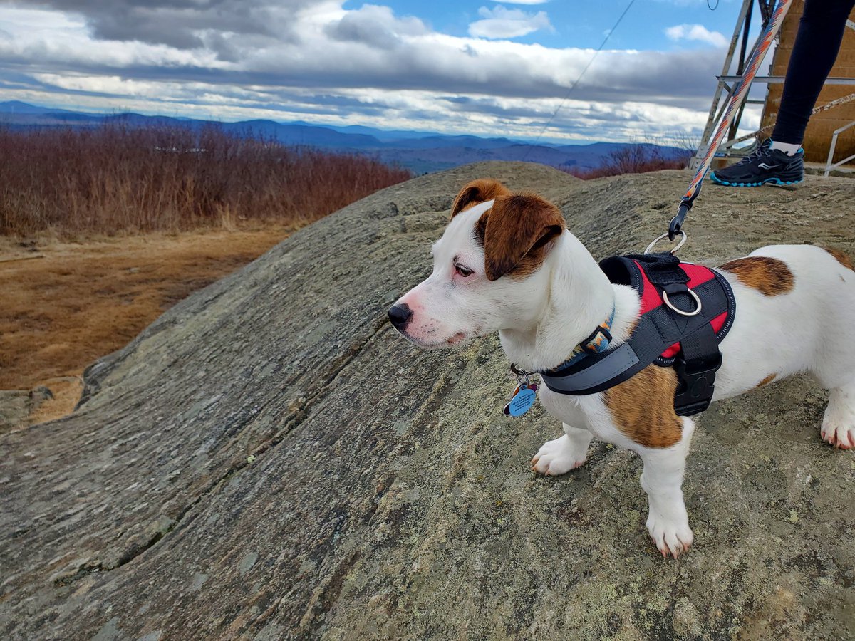 Social4Sarah's tweet photo. Zephyr went on his first "real hike" today, #PitcherMountain!
He had a blast. He climbed up & down. He sniffed and explored the whole way. He's going to be an awesome #HikingDog.
Get ready for more #AdventuresWithZephyr.
There will be a ton! #RescueDog #TakeAHike #GetOutside https://t.co/WaZiOvgUp6